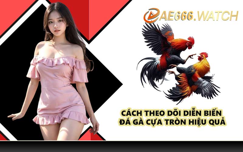 Cách theo dõi diễn biến đá gà cựa tròn hiệu quả